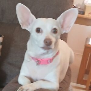 Stylish Pink Dog Collar